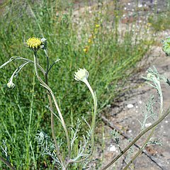 chaenactis glabriuscula var glabriuscula